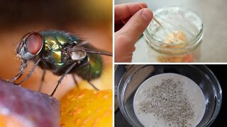 6 Simple Tricks to Get Rid of Flies In Your Home