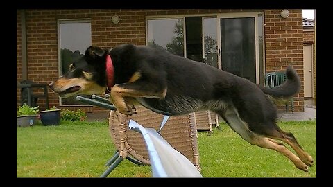 Dog Jumping In Epic Slow Motion [HD]