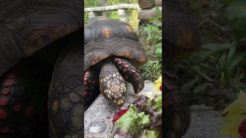 Melon the RedFoot Tortoise