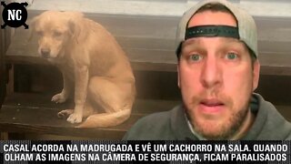 Casal acorda na madrugada e vê um cachorro na sala. Quando olham as imagens na câmera de segurança..