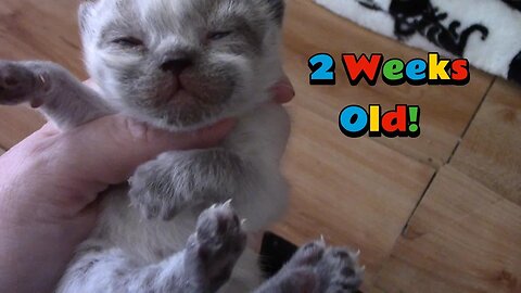 Misha's Kittens Are 2 Weeks Old!😻