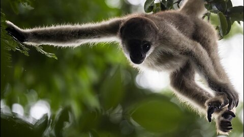 The Amazon jungle monkey drinking milk on mother's lap