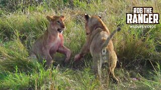 Marsh Pride Lioness, Playful Cubs, Topi Meal | Maasai Mara Lions | Zebra Plains