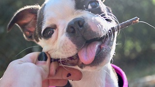 Frenchie loves her stick