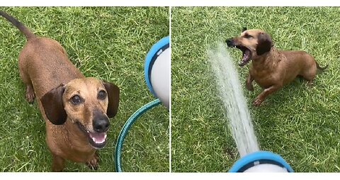 Dachshund puppy tries to catch water from a hose