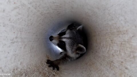 Racoon hurt? Not hardly! Racoon thieves? Definately!