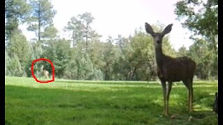 Baby Deer RUNS in Background!