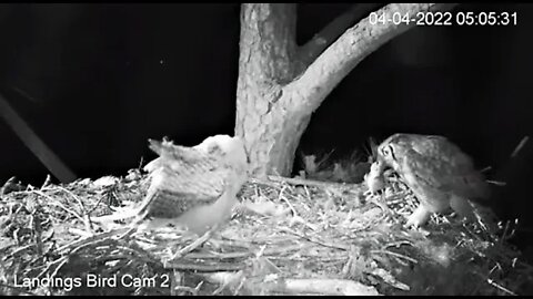 Mom Returns With a Rat 🦉 4/4/22 05:05