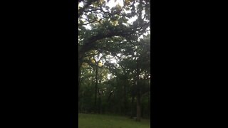 35' oak limb falling