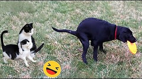 New Funny Animals 😅 Funniest Dogs And Cats Videos 2023🐶😺