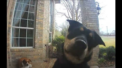 Household Dogs Pick Up On Using Ring Video Doorbell to Alert Their Owners