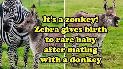 It's a zonkey Zebra gives birth to a rare baby after mating with a donkey