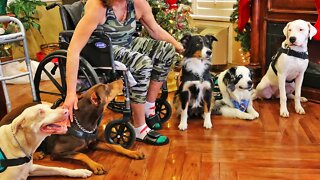 2 Dobermans, 2 Aussies, and a Dogo Argentino Puppy Visit a Nursing Home on Christmas Morning