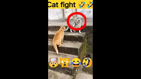 Two little cute CAT Fight😁😁 || Funniest video of all time