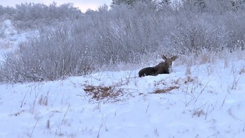 Zoom Out on Moose Resting in the Snow