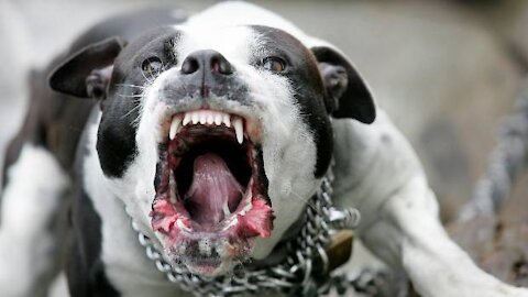 Pitbull attacks Dog 🐕