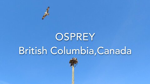 Osprey, British Columbia Canada