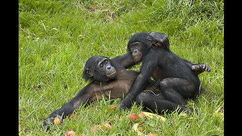 CHimpanzee Mating like a Human - Surprising Behaviour