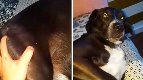 Relaxed Dog is startled by slapping his butt