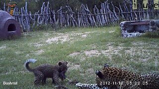Leopard And Cub In The Bush Camp - Camera Trap Footage Part 4: 19 November 2012