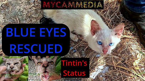 'Blue eyes' teenage kitten rescued - and Tintin's mini-update