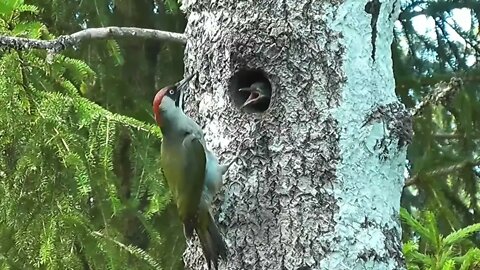 woodpecker amazing nest making //the bird's nest in the tree the mother greatness #woodpecker#short