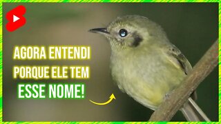 Pássaro Com Nome Estranho (NÃO-PODE-PARAR) #shorts