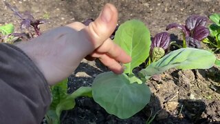 Progress of Plants in the Garden - Under Row Covers - Started as Seed in a Hydro System