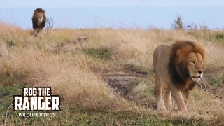 Male Lion Coalition On Patrol | Maasai Mara Safari | Zebra Plains