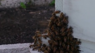 Dog dies from bee attack