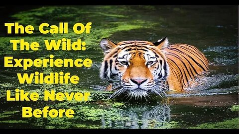 The Call of the Wild (Jungle) : Experience Wildlife Like Never Before
