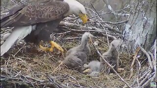 Hays Bald Eagles Mom's clumsy stick adventure 2022 04 06 15 46 34 867