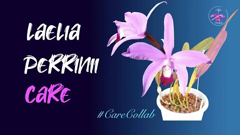 LAELIA PERRINII | The QUIRKS and how to live happily with a perrinii 😅 #CareCollab