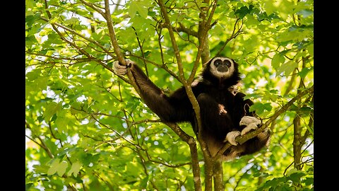 Playing cute Gibbons and fun