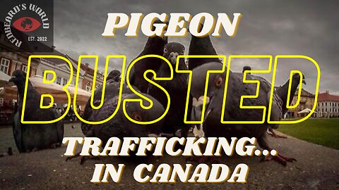 Pigeon BUSTED Trafficking in Abbotsford, BC 🇨🇦