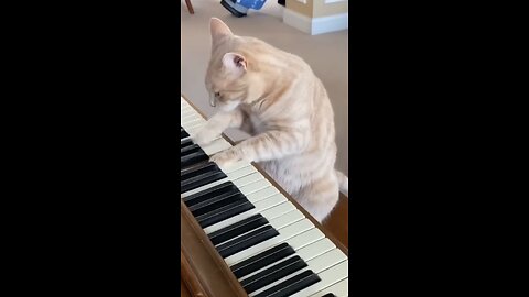 cat play piano 🎹 animal