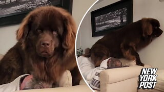 200-lb. Newfoundland dog is 'sofa'-king big