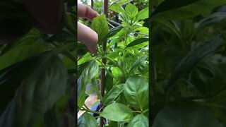 How to Propagate Basil #short