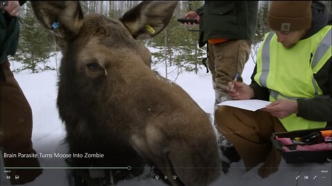 Brain Parasite Turns Moose Into Zombie - Nature on PBS