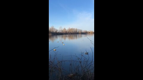 Cocoa On A Long Retrieve Arkansas Duck Hunting