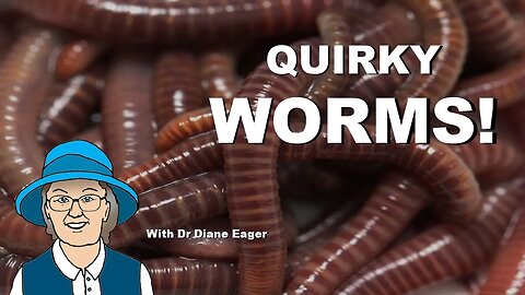 Quirky Worms!