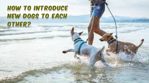 How To Introduce New Dogs To Each Other?