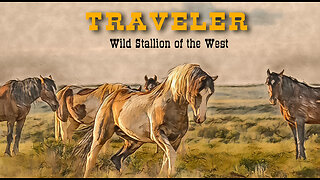 Traveler Wild Stallion of the West Children's Book by Karen King