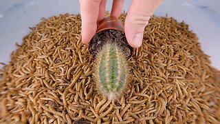 Mealworms Vs Cactus 2