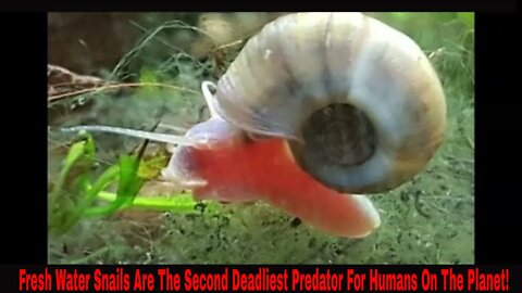 Fresh Water Snail Are The Second Deadliest Human Predator On The Planet!