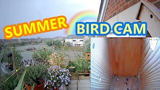 LIVE🏴󠁧󠁢󠁥󠁮󠁧󠁿Bird Nest Box - Juvenile BlueTit & Sparrows Visit