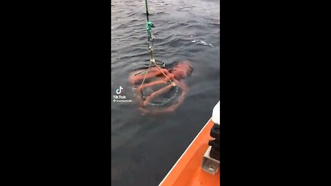 Huge octopus hangs on to fisherman's catch