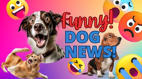Funny Dog Video's you should not miss 2023