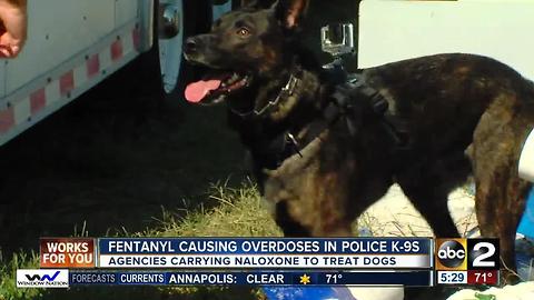 Synthetic opioid fentanyl causing overdoses in police K-9s