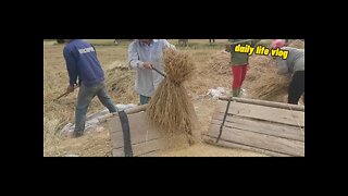 threshing rice by hand because rice fields are few